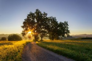 sunrise shining through a green tree beside an open pathway