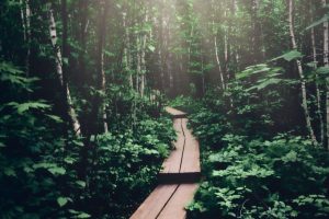 wooden walkway path through forest